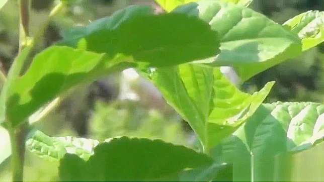Japanese Teens Wild Outdoor Peeing ~ Bizarre Jav Porn Video